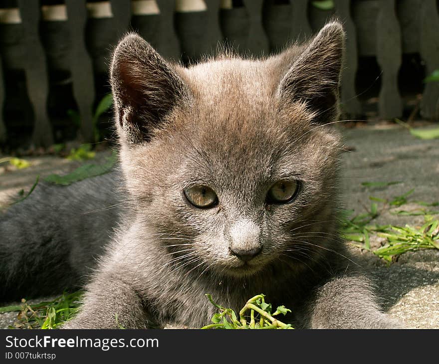 Small cat in the grass