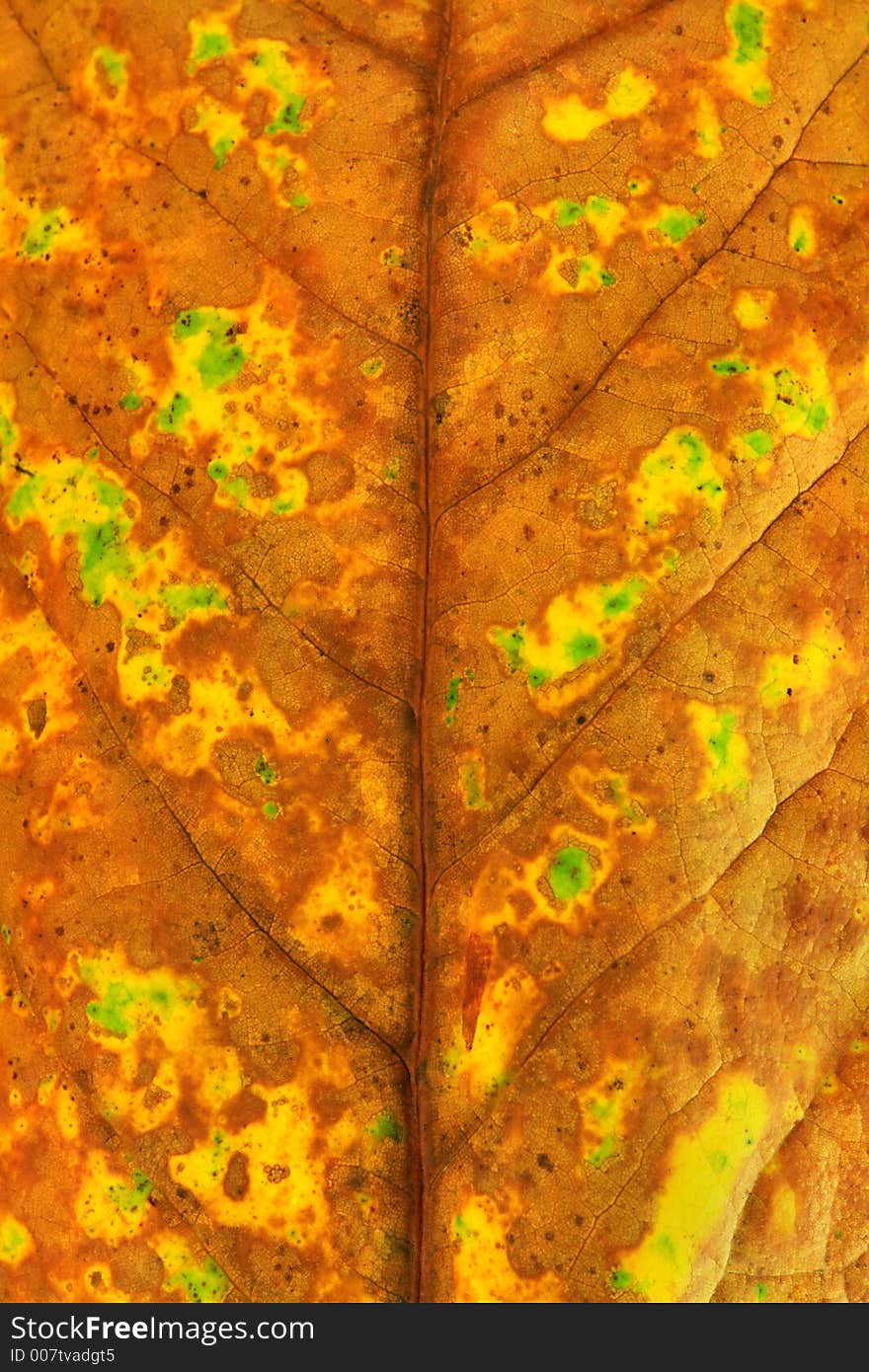 Macro close-up of fallen autumn leaf. Macro close-up of fallen autumn leaf