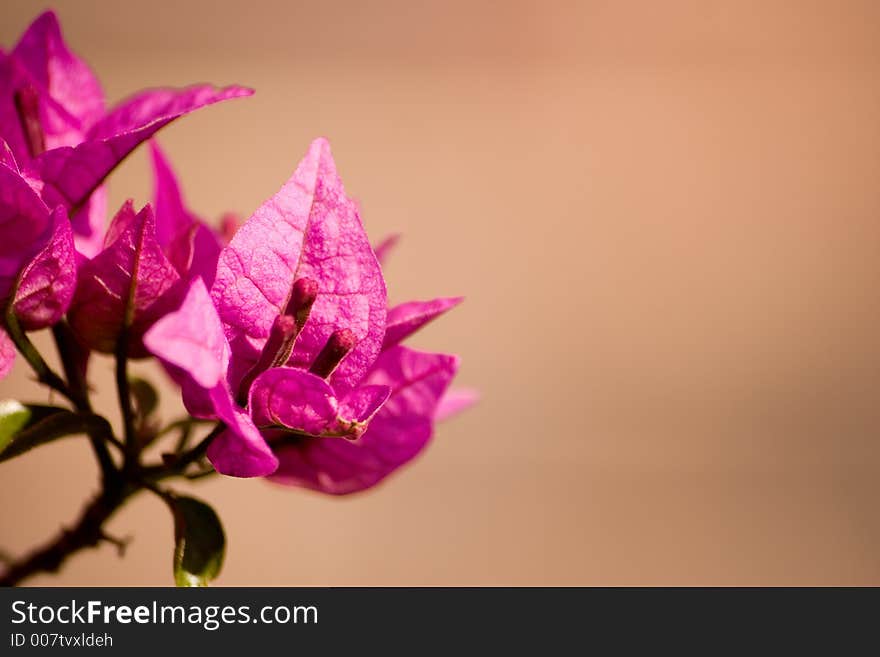 Colorful pink/purple leaves on a branch. Shallow DOF. Colorful pink/purple leaves on a branch. Shallow DOF