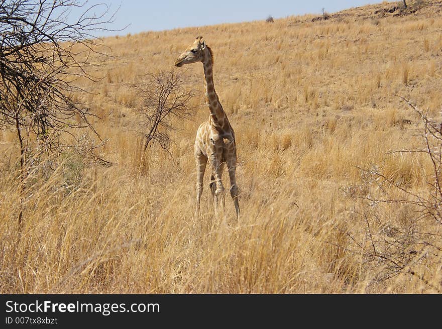 Giraffe