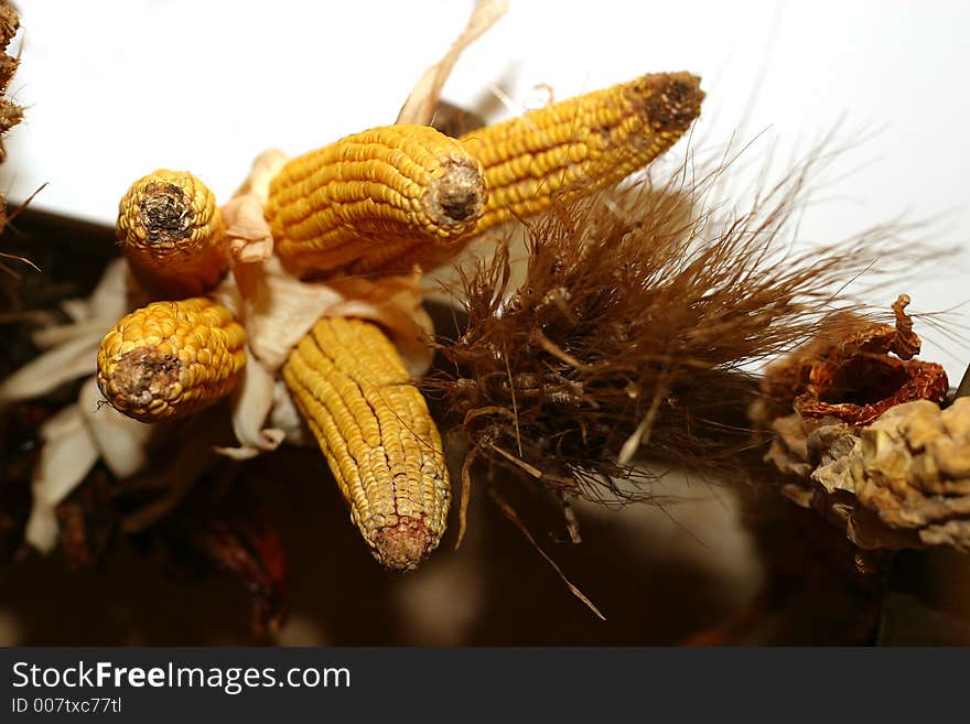 Five ears of corn on a wall. Five ears of corn on a wall