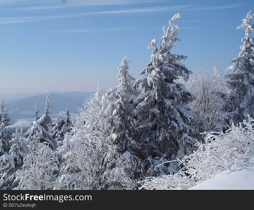 Fur-trees on Trostyan