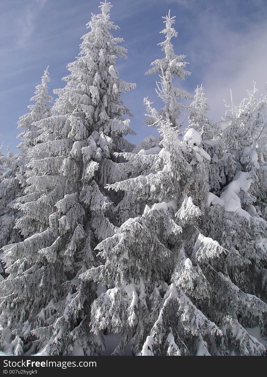 Fur-trees on Trostyan