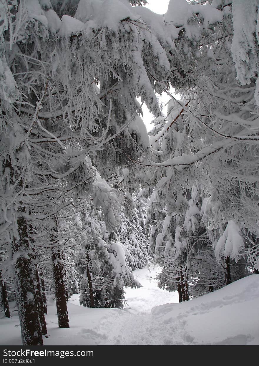 Fur-trees on Trostyan