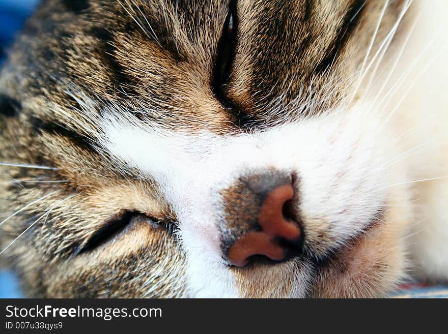 Catface with brown nose doing meditation. Catface with brown nose doing meditation