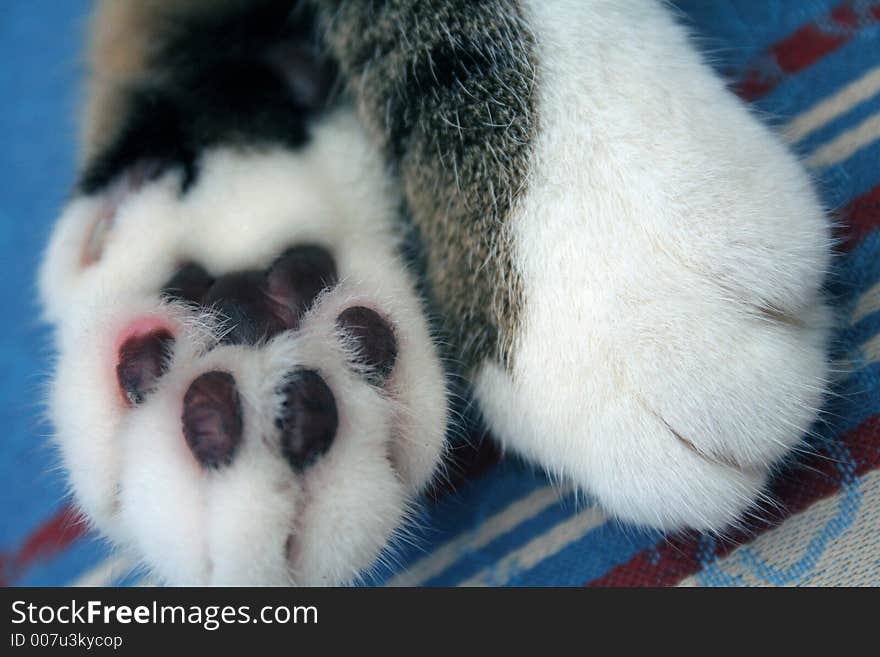 Catpaw