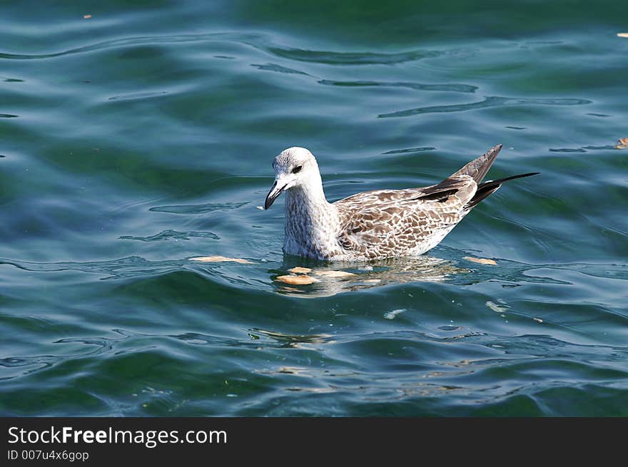 Swimming sea-gull on bospurus strait, Istanbul, Turkey