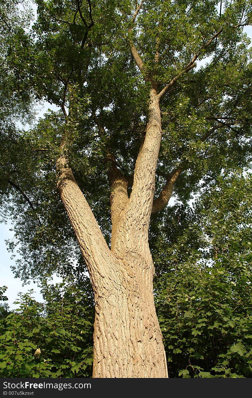 Old tree in northern Germany