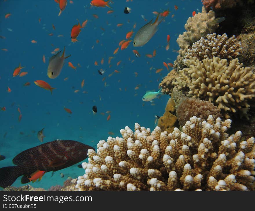 Coral reef with finger coral, small fish, a jewel grouper and divers in the background. Coral reef with finger coral, small fish, a jewel grouper and divers in the background