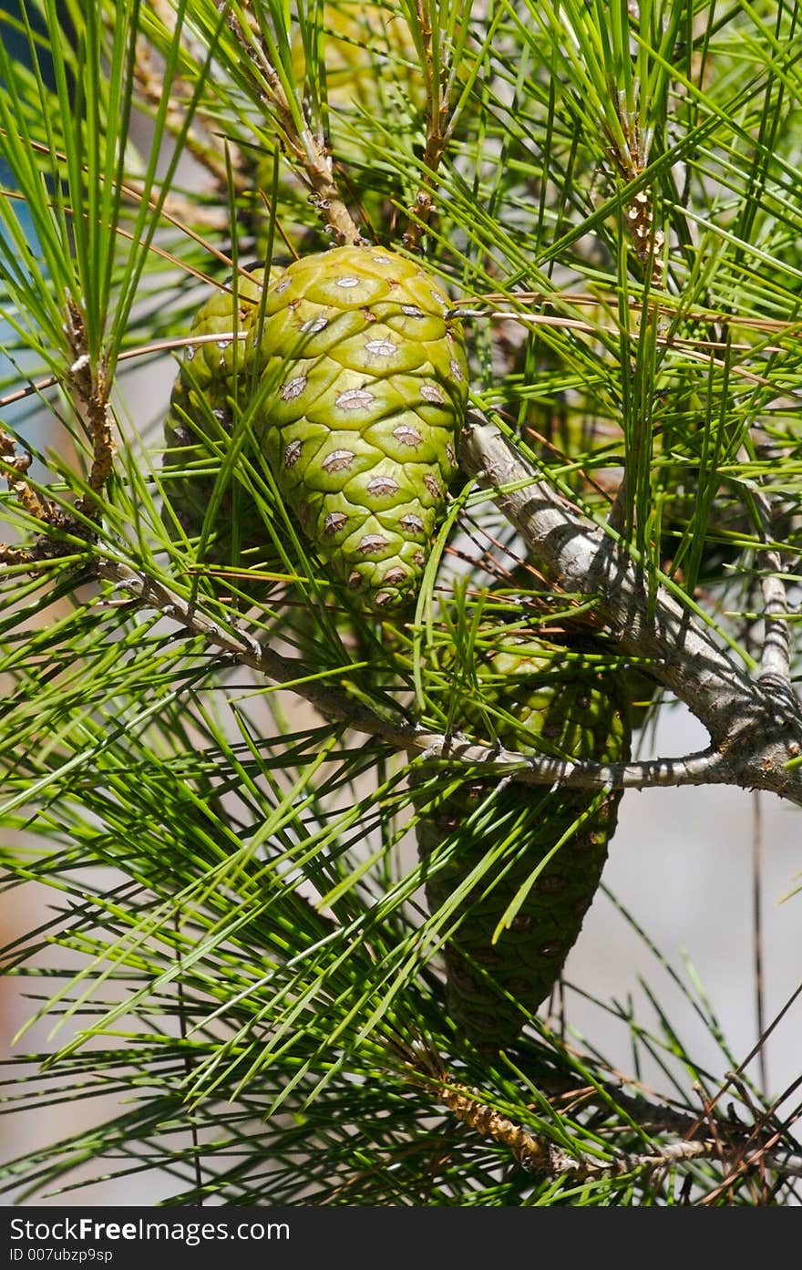 Some green cones on pine branch. Some green cones on pine branch