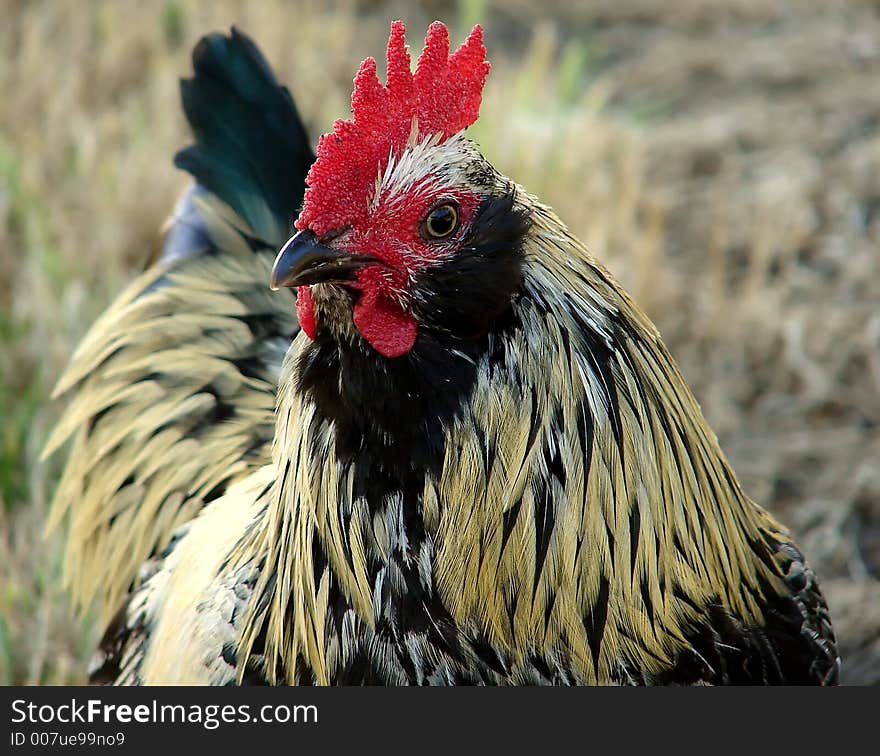 A curious rooster poses for the camera. A curious rooster poses for the camera.