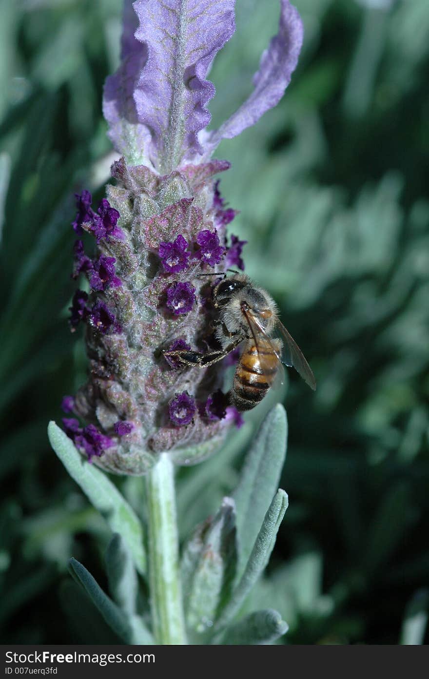 A bee on a lavender plant. A bee on a lavender plant.