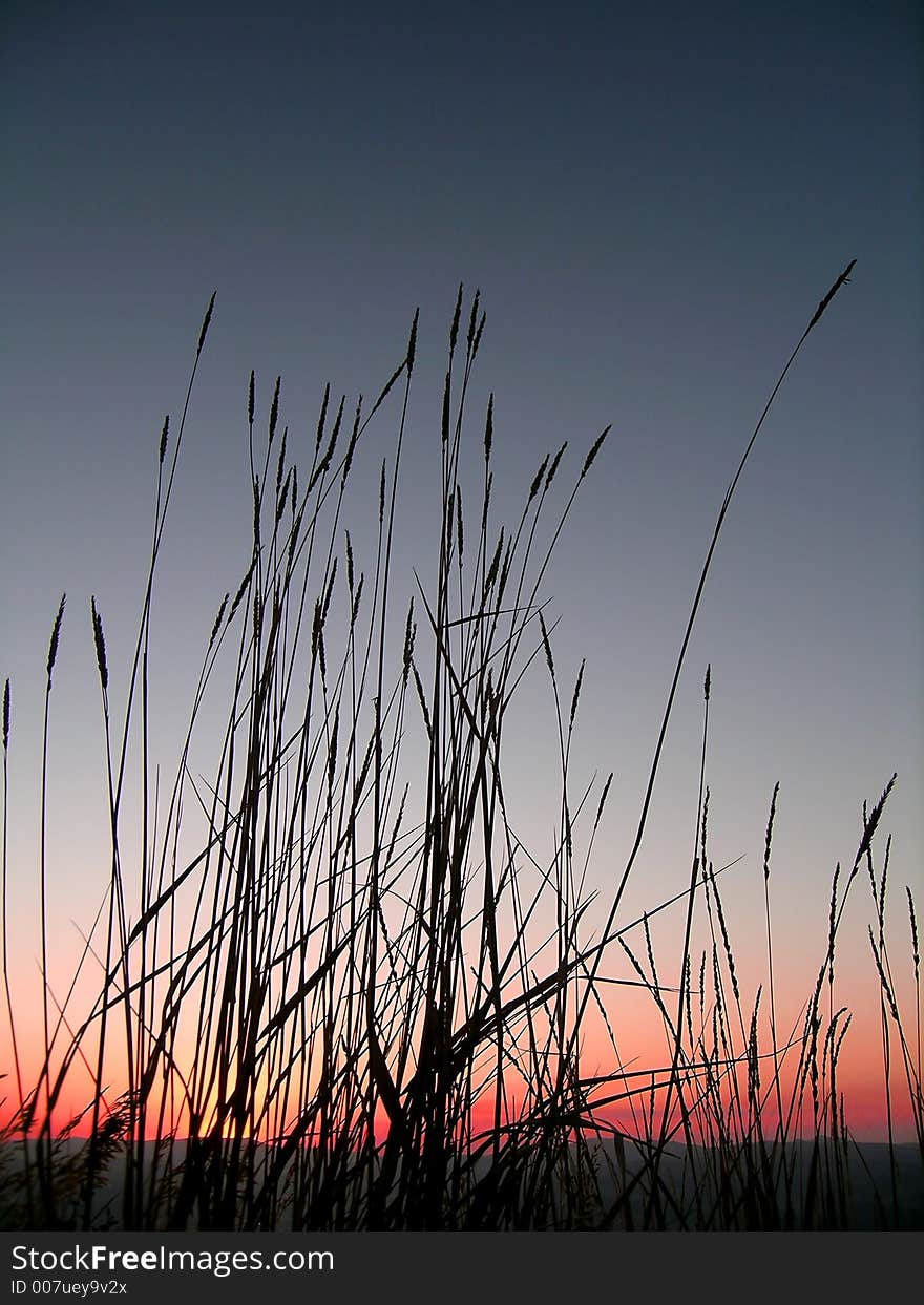 Grass Silhouette At Sunset