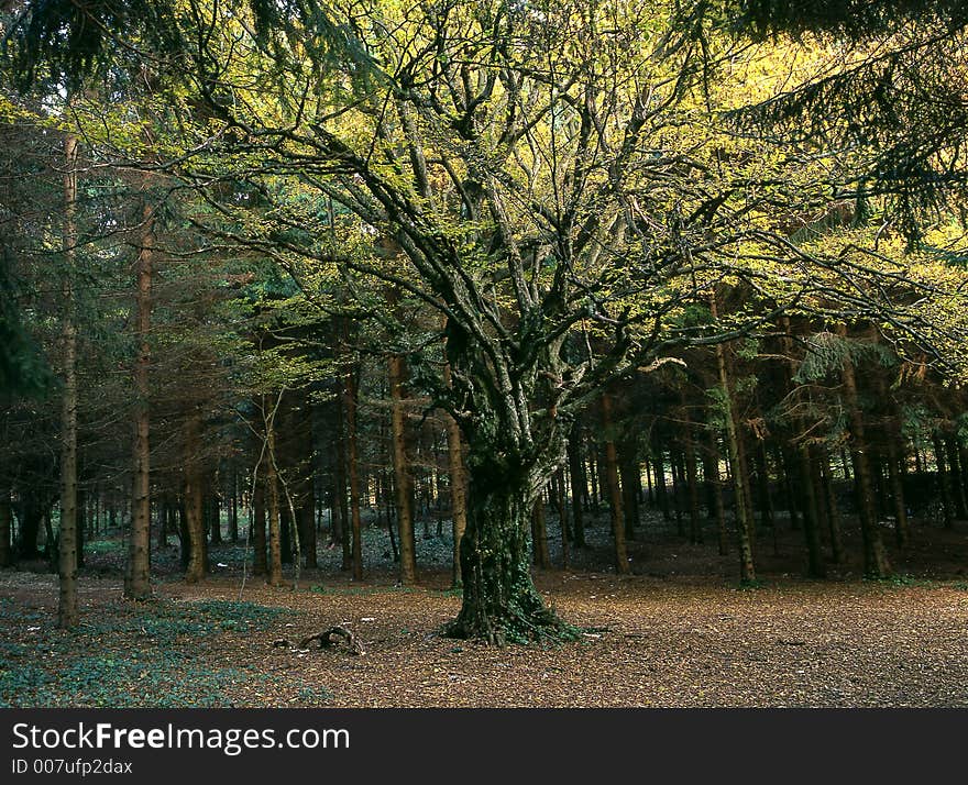 Magic tree in seasonal fall colors