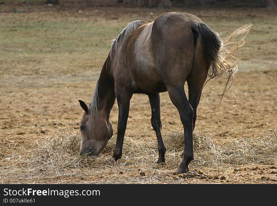 Horse Eating Hay