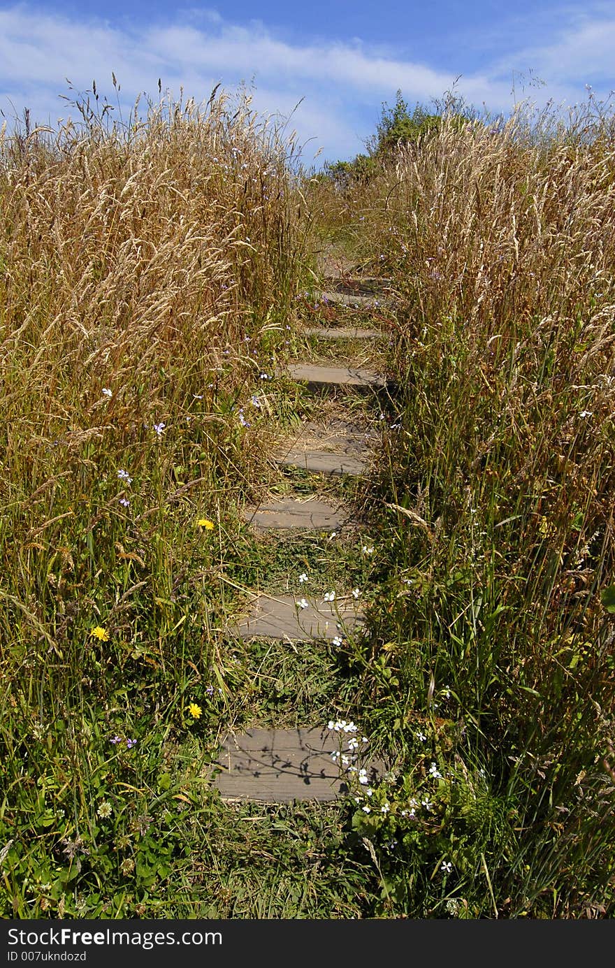 Stairway through Coastal Grasses