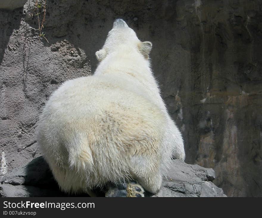 Back side view of a polar bear. Back side view of a polar bear