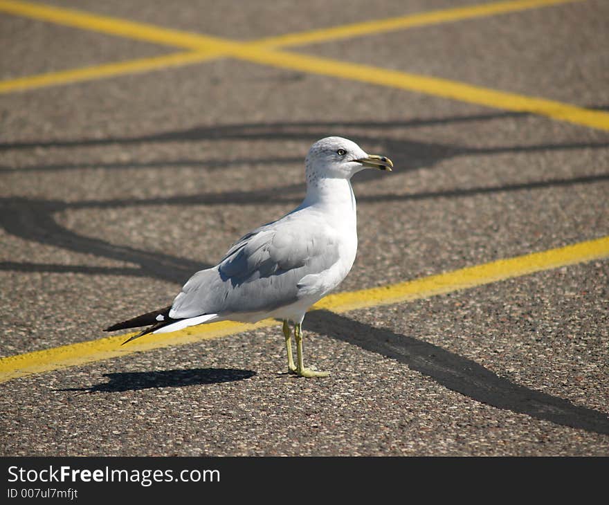 Seagull