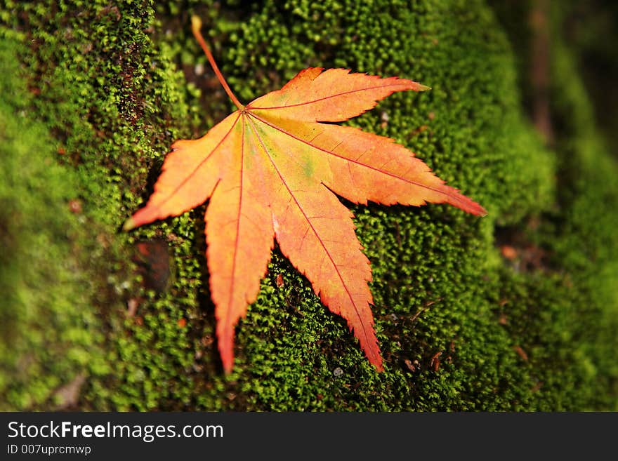 Autum leaves green on moss