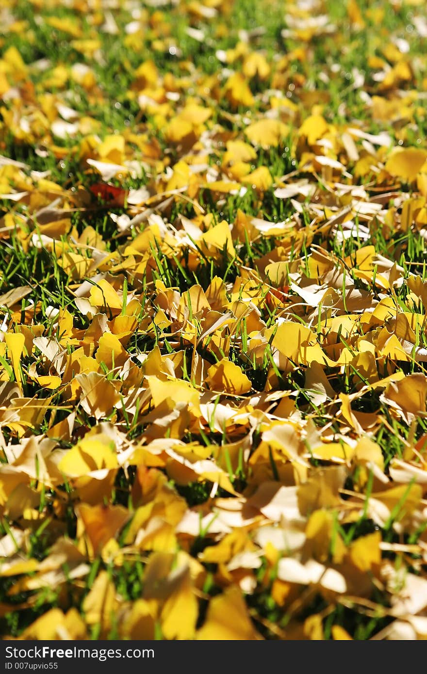 Yellow autumn leaves on grass