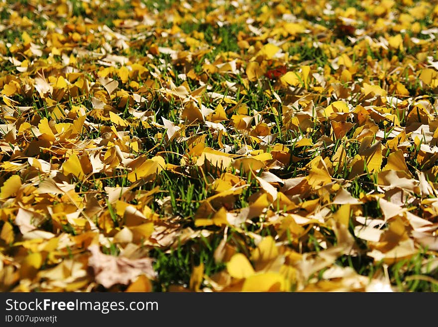 Yellow autumn leaves on grass