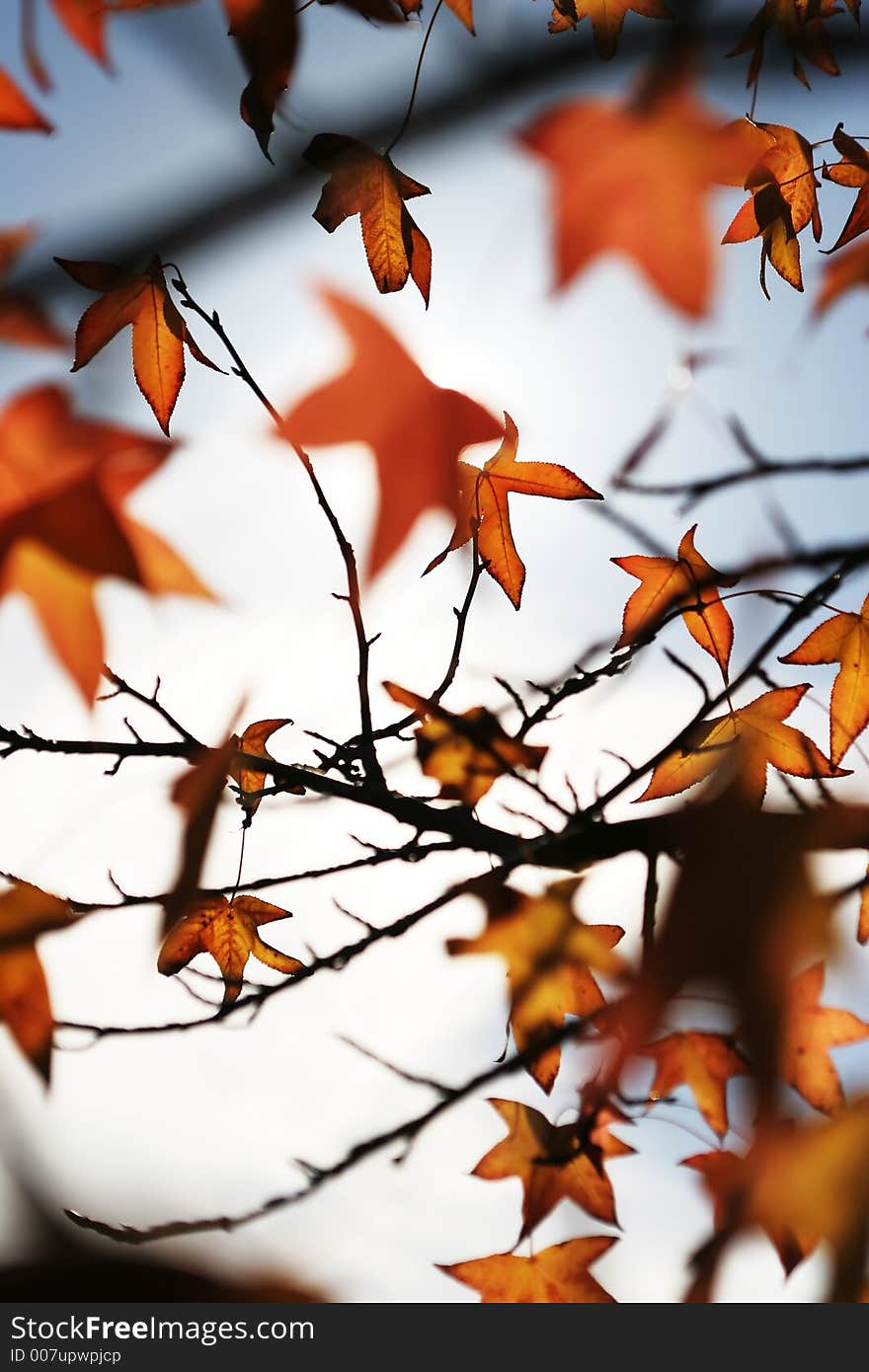 Beautiful autum leaves against sky. Beautiful autum leaves against sky