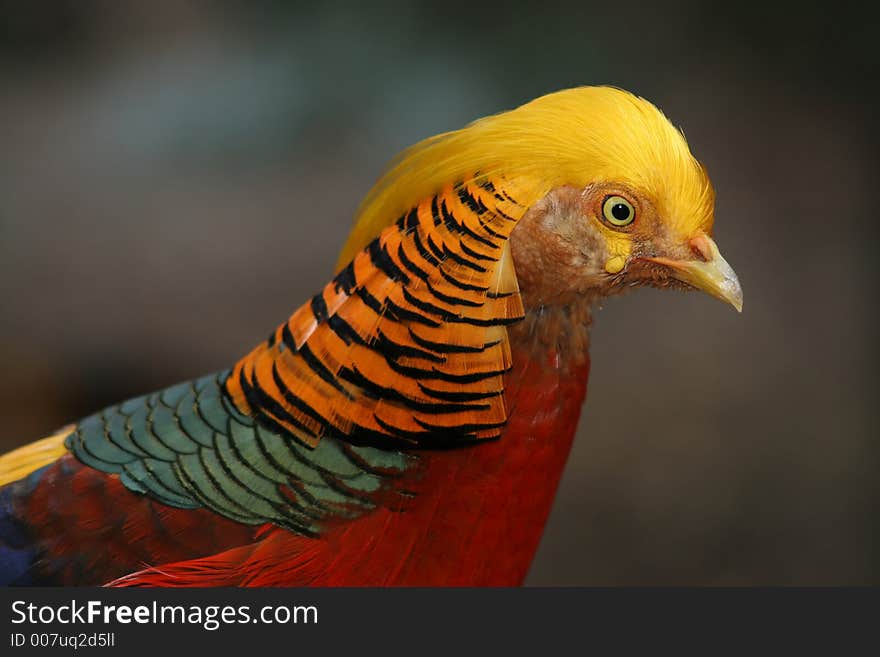 Closeup shot of a bird. Closeup shot of a bird