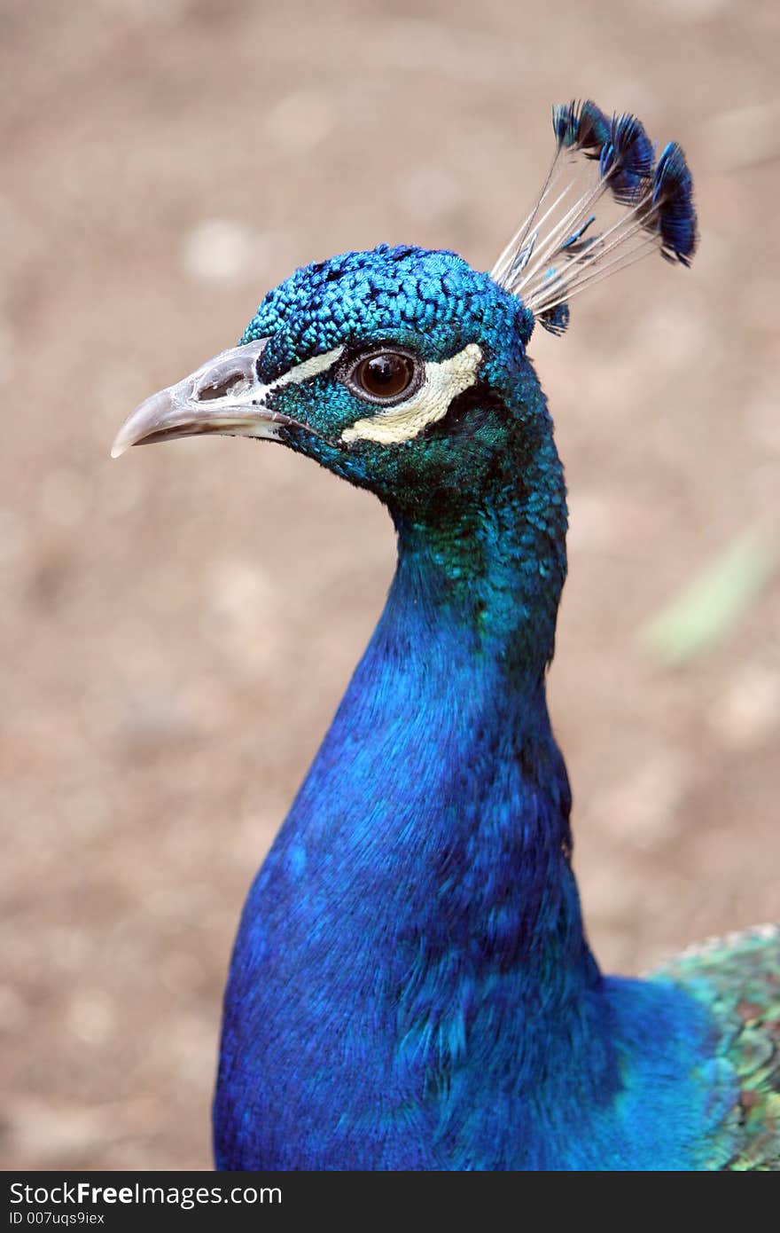 Closeup shot of a peacocks head