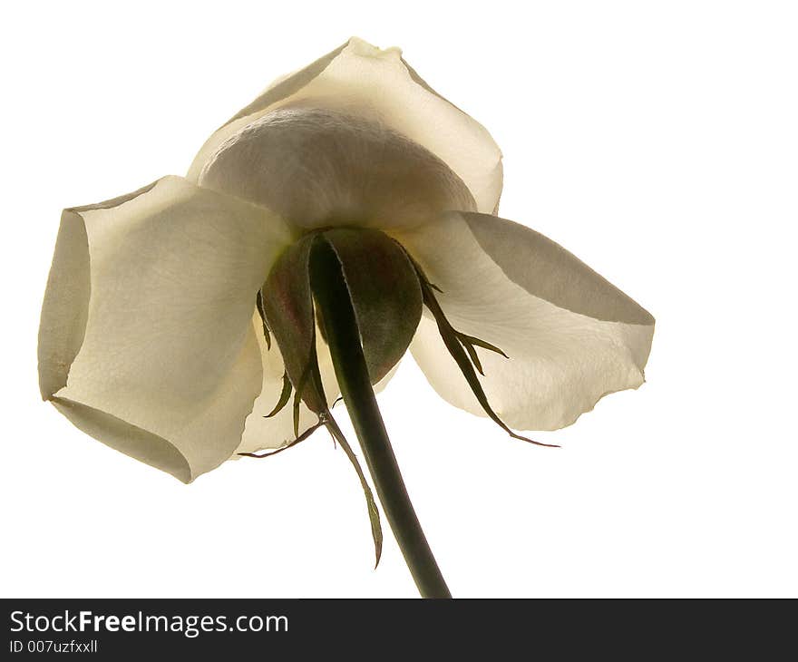 Bud of a white rose.