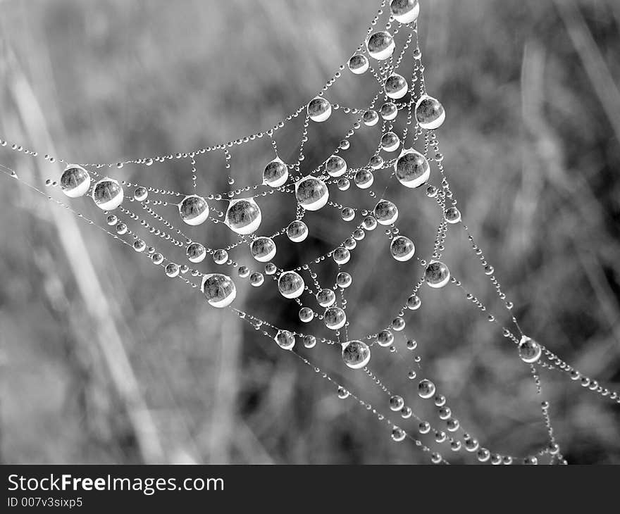 Necklace. Morning dew on a web.