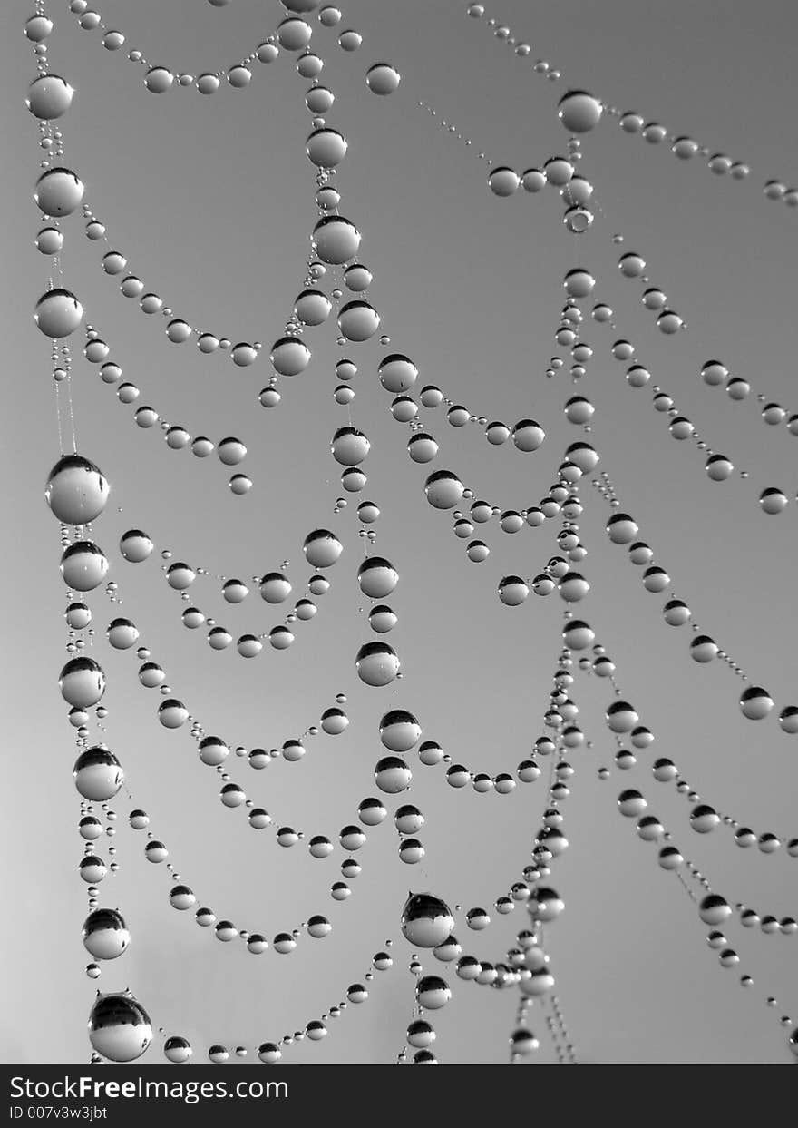 Necklace. Morning dew on a web.