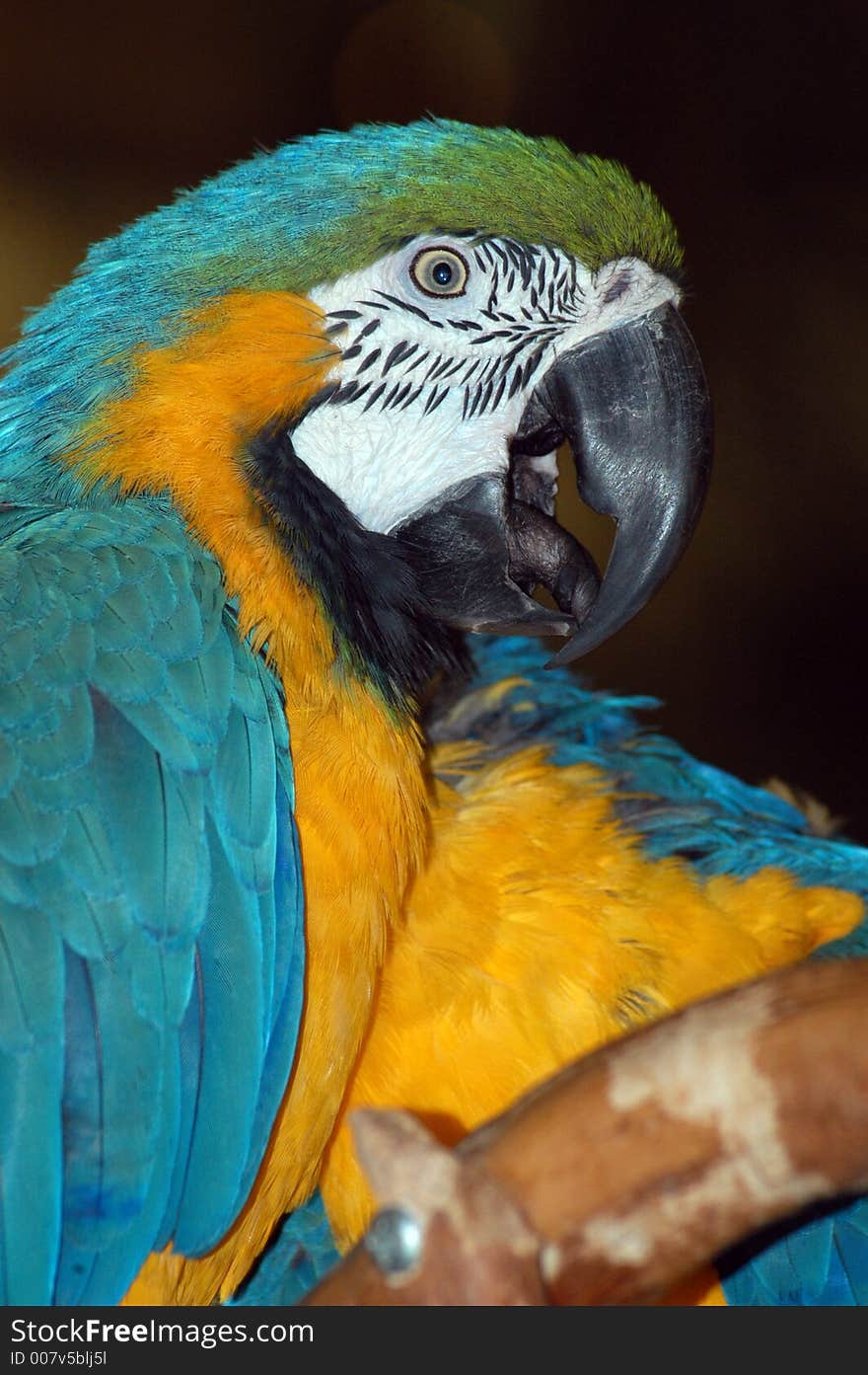 Colorful Macaw Parrots