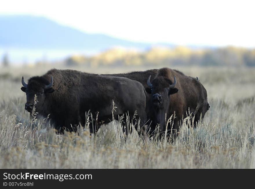 Buffalo standing in field