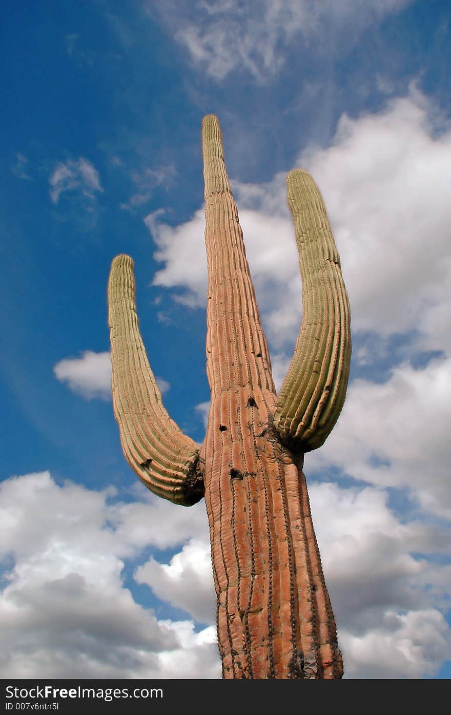 One Cactus Saguaro with blue sky and clouds in background