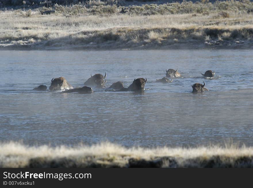 Buffalo swimming across river in Yellowstone