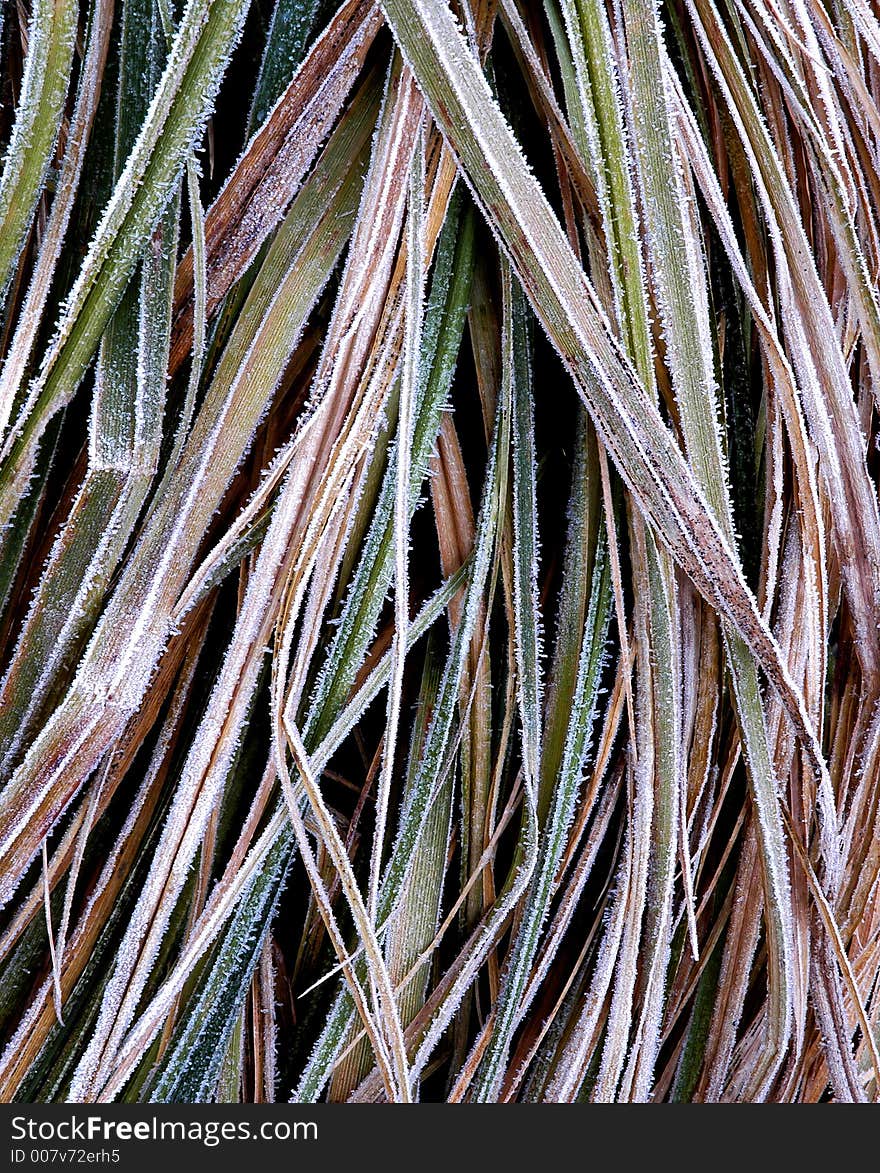 Hoarfrost Grass