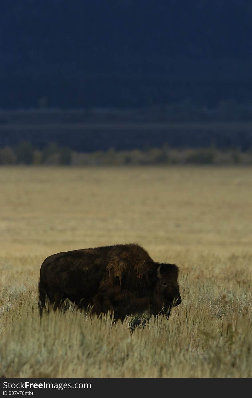 Buffalo Standing In Field