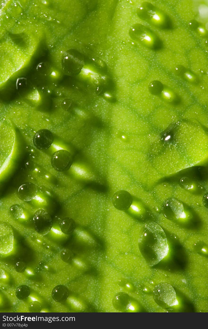 Closeup of water drop on the green leaf