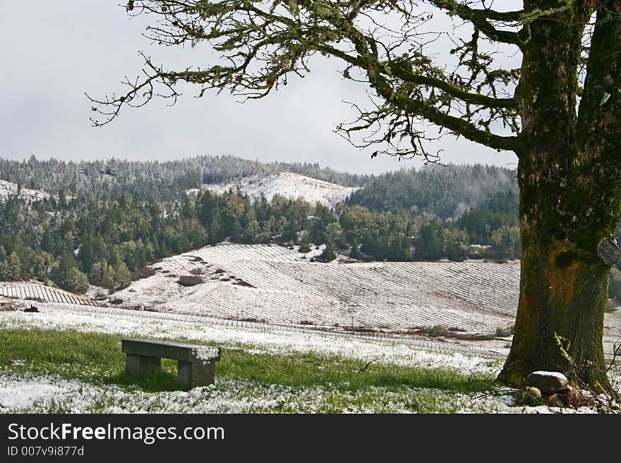 Snow covered vineyard and hill in winter. Snow covered vineyard and hill in winter