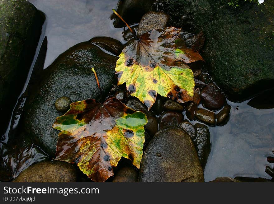 Leaves on rock