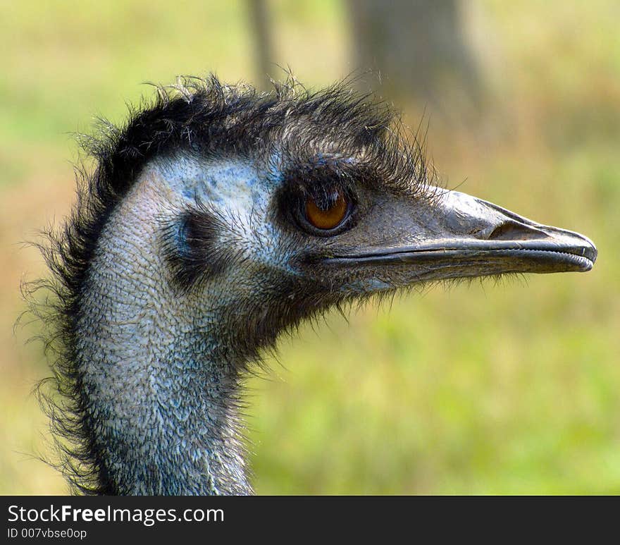 Nandu - A nice Portrait of a Nandu. Nandu - A nice Portrait of a Nandu