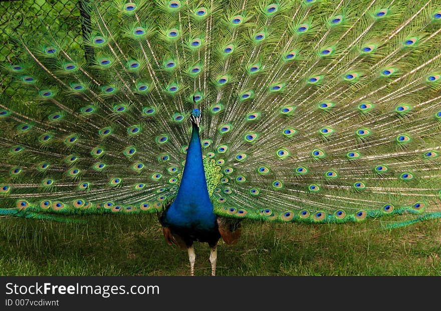 A male peacock in full wing spread very blue and green. A male peacock in full wing spread very blue and green.