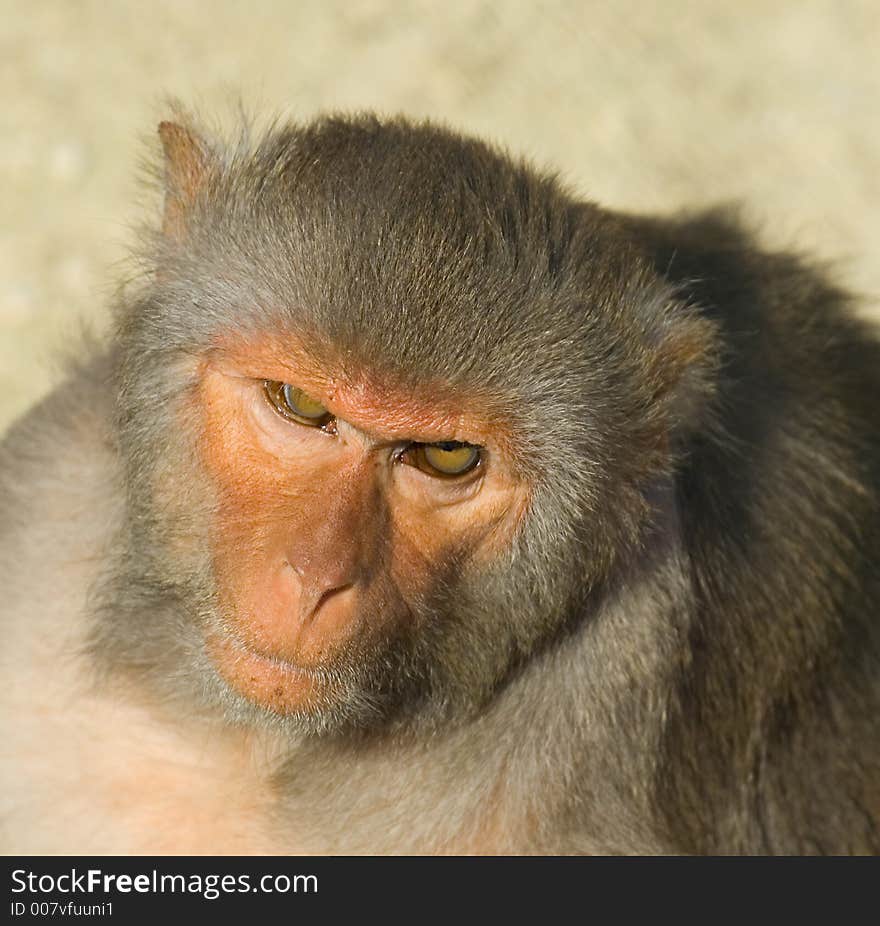 Animal, anthropoid, ape, eating, forest, inhabitant, monkey, portrait, primat, species, zoo