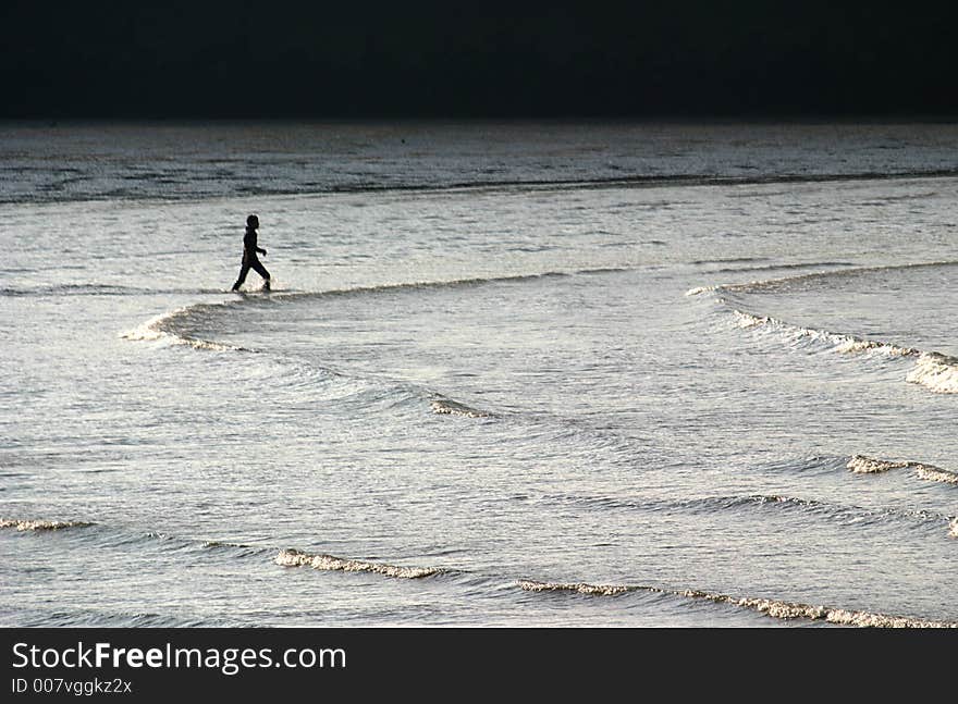 This seaside visitor is going into the sea. This seaside visitor is going into the sea.