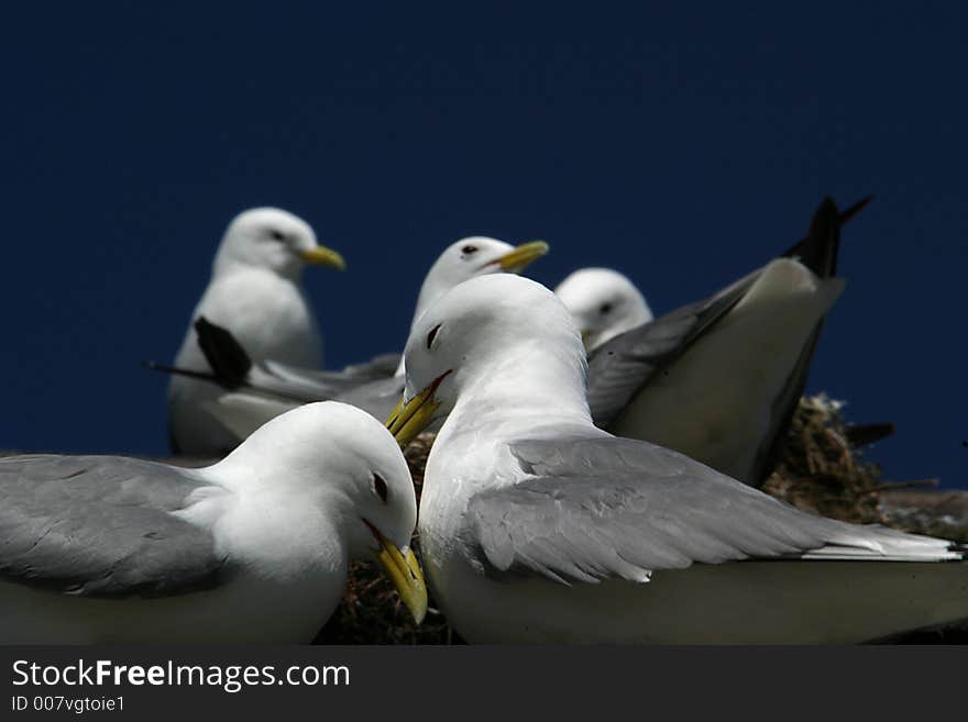 Black-legged Kittiwakes (Rissa tridactyla) brood in large colonies along Atlantic coasts on steep bluffs or bird mounts; on the Lofoten in Norway frequently you find them on roofs and window-frames of houses. Black-legged Kittiwakes (Rissa tridactyla) brood in large colonies along Atlantic coasts on steep bluffs or bird mounts; on the Lofoten in Norway frequently you find them on roofs and window-frames of houses.