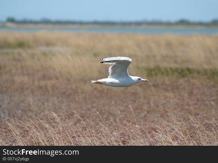 A seagull flying