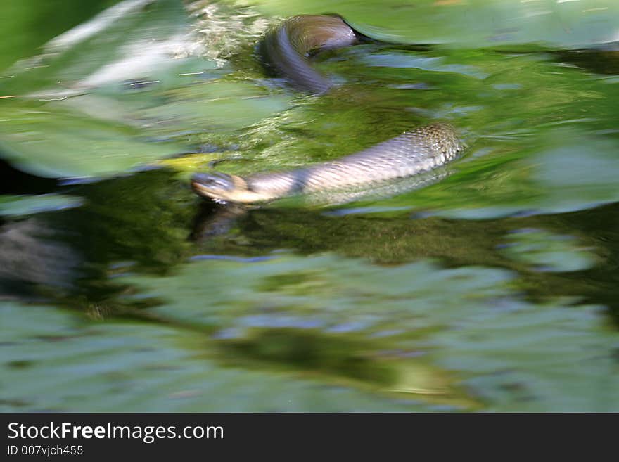 Ringed snake on hunting