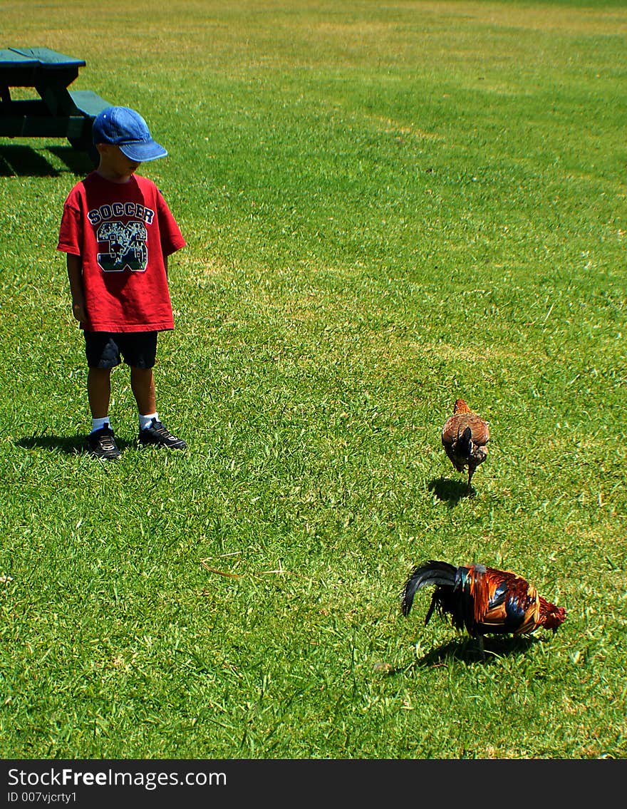 A boy is looking on the roosters. A boy is looking on the roosters