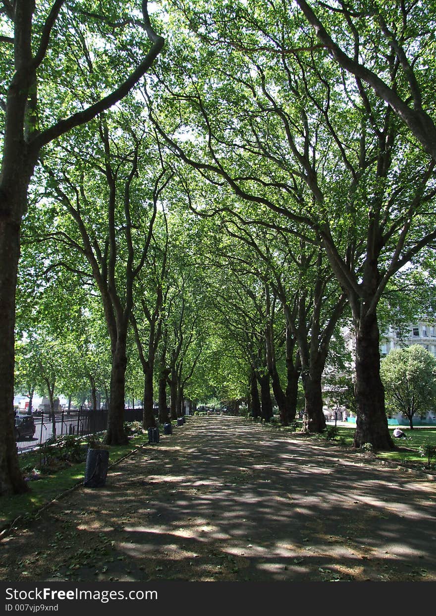 Trees growing in a park in London. Trees growing in a park in London.