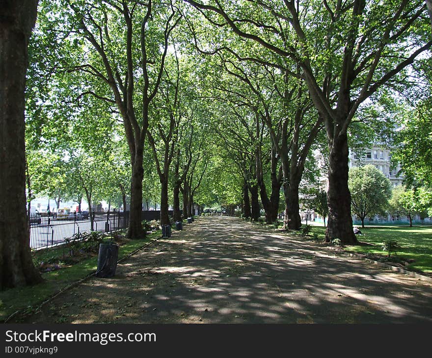 Trees growing in a park in London. Trees growing in a park in London.